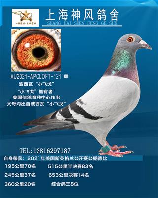 决赛14名鸽王8名