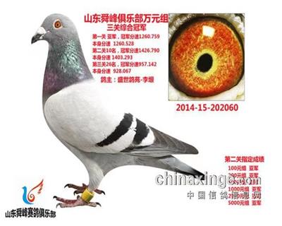 传奇大铭鸽“60号”