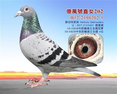 贺伯特家族/比利時之星直子、億萬號直女、