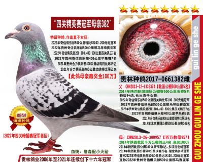 22年四关鸽王冠军母亲