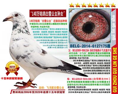 “白雪郡主175”