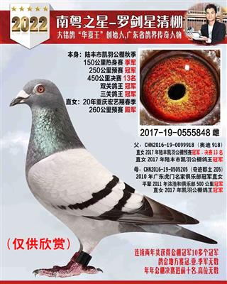 17年陆丰公棚鸽王冠军