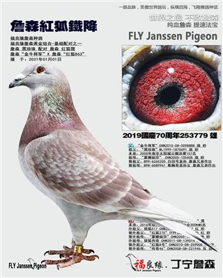 詹森黑珍珠*詹森红狐狸