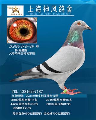鸽王20位