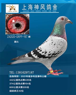 鸽王42位