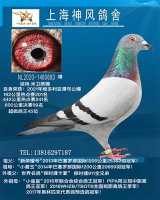 新荣耀号孙