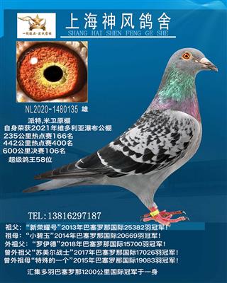 新荣耀号孙