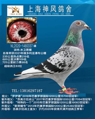 新荣耀号孙
