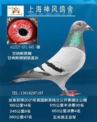 决赛4名鸽王亚军