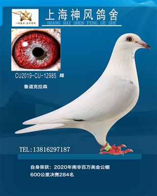 南非百万美金公棚决赛284名