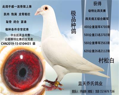 特价1000一羽极品种鸽