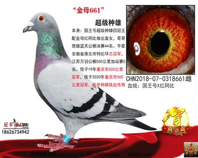 “国王号”四冠王金母661