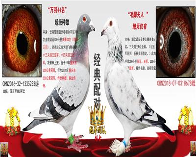 万羽44名X金楚5名全姨