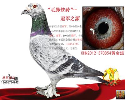 最爱毛脚：毛脚铁骑