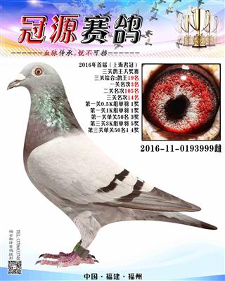 『君冠三关鸽王19名』