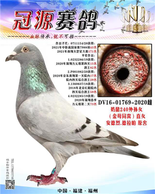 『240直女X灰拉贡兄弟直子』
