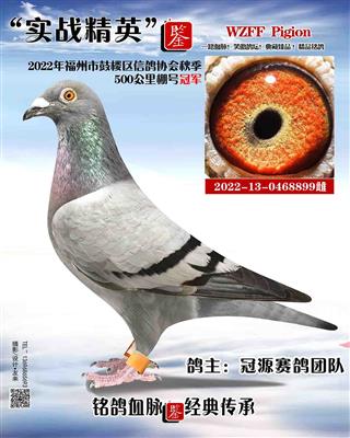 500公里棚号专环冠军