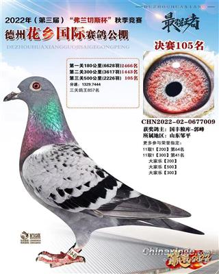 2022年秋德州花乡国际公棚决赛105