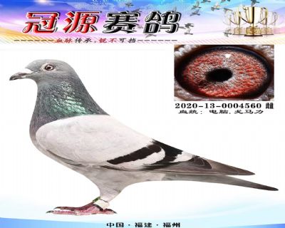 『鼎诚公棚决赛345名』