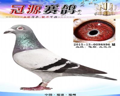 『情义号』〔600公里12名〕