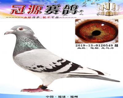 『鼎诚公棚决赛369名』