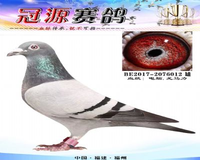 『拉姆西斯直孙』苏西松〔98名〕