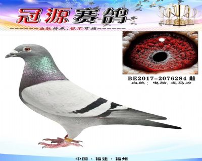 『大铭鸽丝人号外孙』