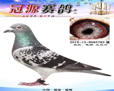 鼎诚公棚300公里冠军父亲