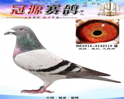 『皇家灰直孙』