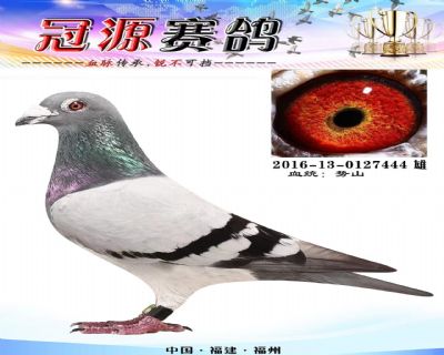 〖新雄狮〗