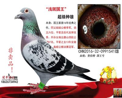 “国王号”3号种雄直子--浅斑国王号