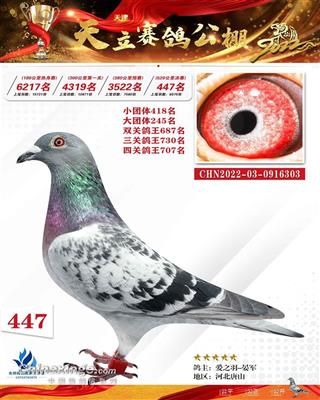 2022年天立小棚成绩鸽