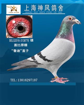 盖比鲁迪直子
