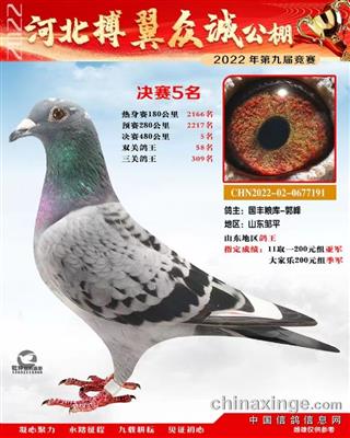 2022年河北博弈众诚赛鸽公棚决赛5名