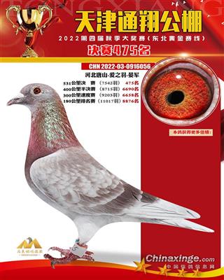 2022年通翔公棚成绩鸽