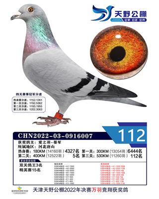 2022年天野公棚成绩鸽