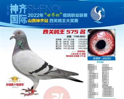 山西神奇鸽王575