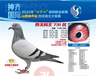 山西神奇鸽王731
