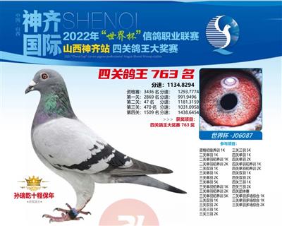 山西神奇鸽王763
