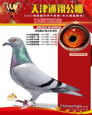 2022年通翔公棚成绩鸽