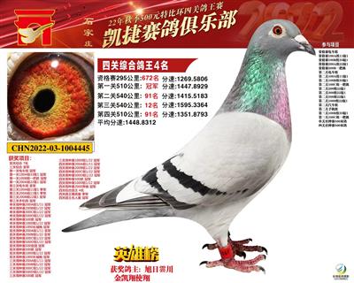 凯杰四关鸽王殿军