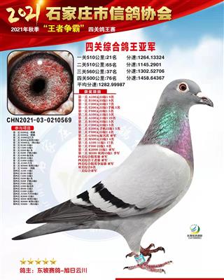 市鸽会四关鸽王亚军