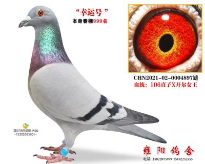 幸运号 开尔鸽王直子 开创鸽王12同窝