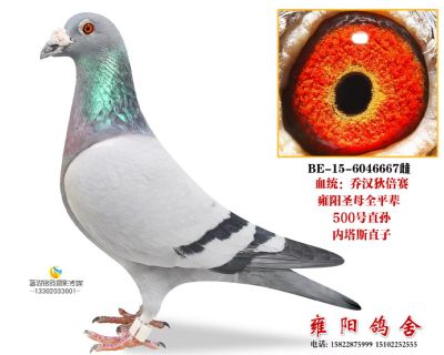 雍阳圣母同年全兄弟