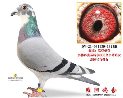 奥林匹克基特尔006全平辈直女