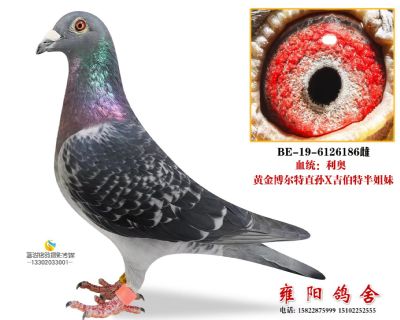 利奥黄金博尔特直孙*吉伯特半兄妹