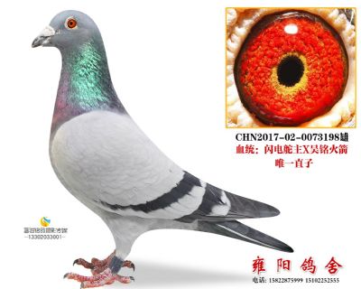 闪电舵主X吴明火箭