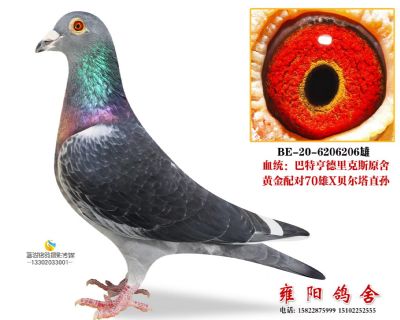 70雄X贝尔塔 巴特亨德里克斯