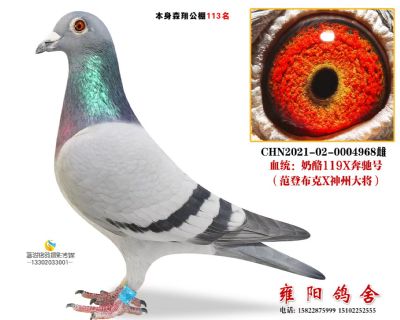 森翔113 奶酪119*奔驰号