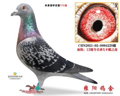 清华173名 12魔令直孙*不眠之夜